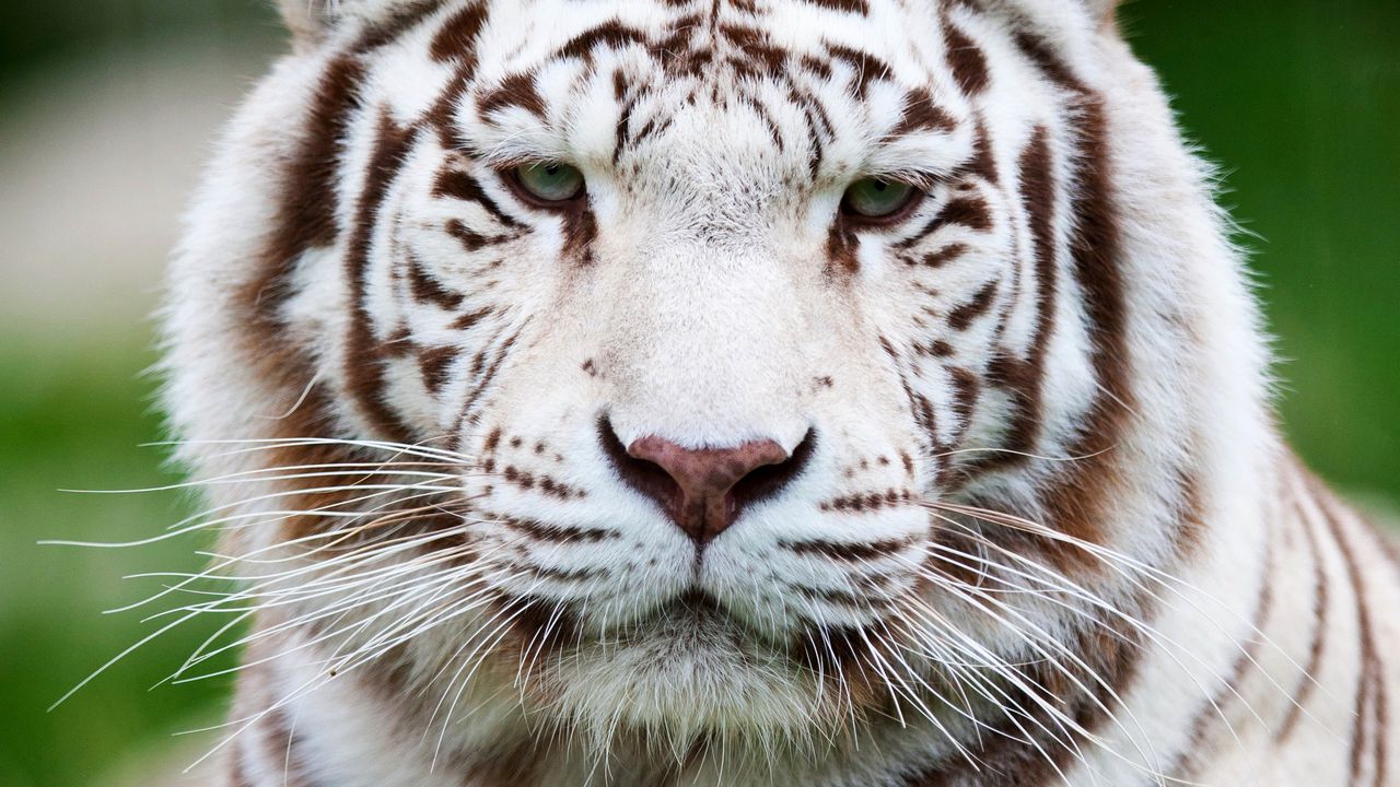 Wallpaper tiger, white tiger, muzzle, predator