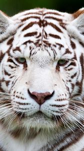 Preview wallpaper tiger, white tiger, muzzle, predator