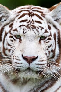 Preview wallpaper tiger, white tiger, muzzle, predator