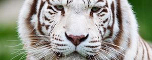 Preview wallpaper tiger, white tiger, muzzle, predator