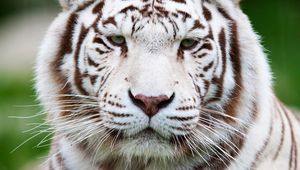 Preview wallpaper tiger, white tiger, muzzle, predator