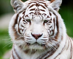 Preview wallpaper tiger, white tiger, muzzle, predator