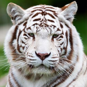 Preview wallpaper tiger, white tiger, muzzle, predator