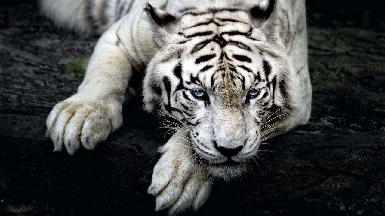 Wallpaper tiger, white tiger, predator, glance, paw