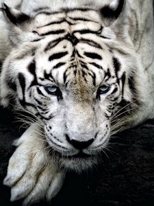 Preview wallpaper tiger, white tiger, predator, glance, paw