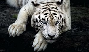Preview wallpaper tiger, white tiger, predator, glance, paw