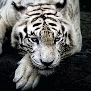 Preview wallpaper tiger, white tiger, predator, glance, paw