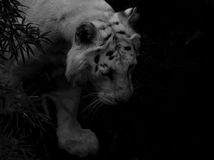 Preview wallpaper tiger, white tiger, predator, shadow, dark