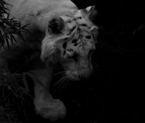 Preview wallpaper tiger, white tiger, predator, shadow, dark