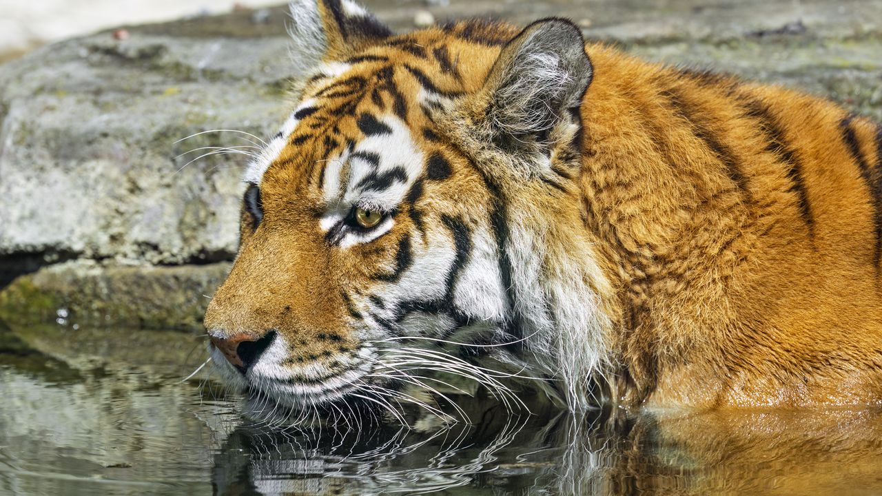 Wallpaper tiger, wild animal, water, wet, big cat