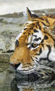 Preview wallpaper tiger, wild animal, water, wet, big cat