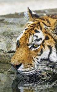 Preview wallpaper tiger, wild animal, water, wet, big cat