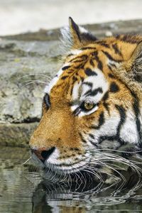 Preview wallpaper tiger, wild animal, water, wet, big cat