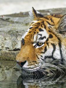 Preview wallpaper tiger, wild animal, water, wet, big cat