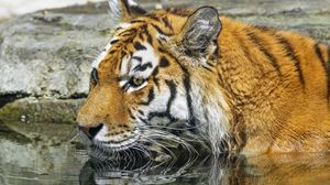 Preview wallpaper tiger, wild animal, water, wet, big cat