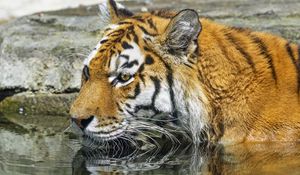 Preview wallpaper tiger, wild animal, water, wet, big cat