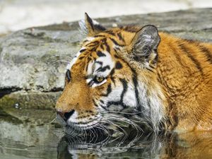 Preview wallpaper tiger, wild animal, water, wet, big cat