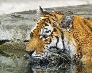 Preview wallpaper tiger, wild animal, water, wet, big cat