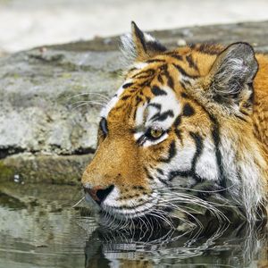 Preview wallpaper tiger, wild animal, water, wet, big cat