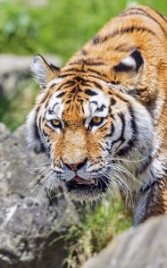 Preview wallpaper tiger, wild animal, wet, stones, blur, head