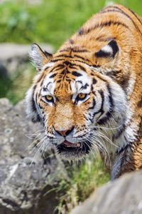 Preview wallpaper tiger, wild animal, wet, stones, blur, head