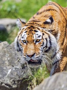 Preview wallpaper tiger, wild animal, wet, stones, blur, head