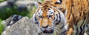 Preview wallpaper tiger, wild animal, wet, stones, blur, head