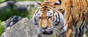 Preview wallpaper tiger, wild animal, wet, stones, blur, head