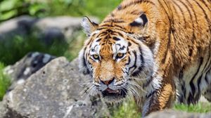 Preview wallpaper tiger, wild animal, wet, stones, blur, head