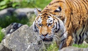 Preview wallpaper tiger, wild animal, wet, stones, blur, head