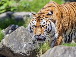 Preview wallpaper tiger, wild animal, wet, stones, blur, head