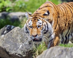 Preview wallpaper tiger, wild animal, wet, stones, blur, head