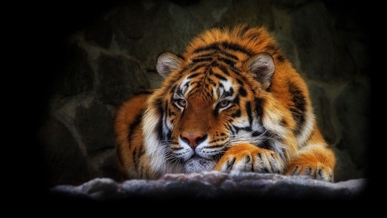 Wallpaper tiger, wild cat, black background