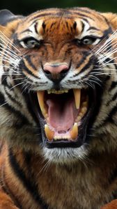 Preview wallpaper tiger, wild cat, predator, teeth