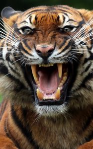 Preview wallpaper tiger, wild cat, predator, teeth