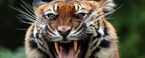 Preview wallpaper tiger, wild cat, predator, teeth