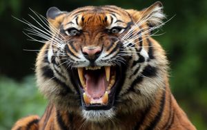 Preview wallpaper tiger, wild cat, predator, teeth