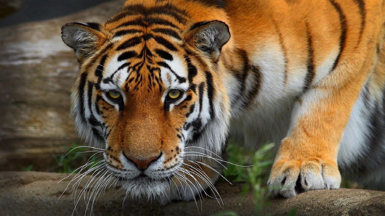 Wallpaper tiger, wild cat, predator
