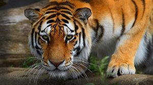 Preview wallpaper tiger, wild cat, predator
