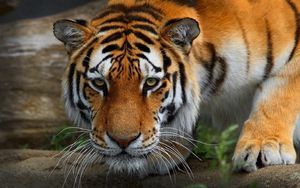 Preview wallpaper tiger, wild cat, predator