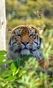 Preview wallpaper tiger, wild cat, predator, muzzle, thickets, rest