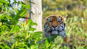 Preview wallpaper tiger, wild cat, predator, muzzle, thickets, rest