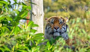 Preview wallpaper tiger, wild cat, predator, muzzle, thickets, rest