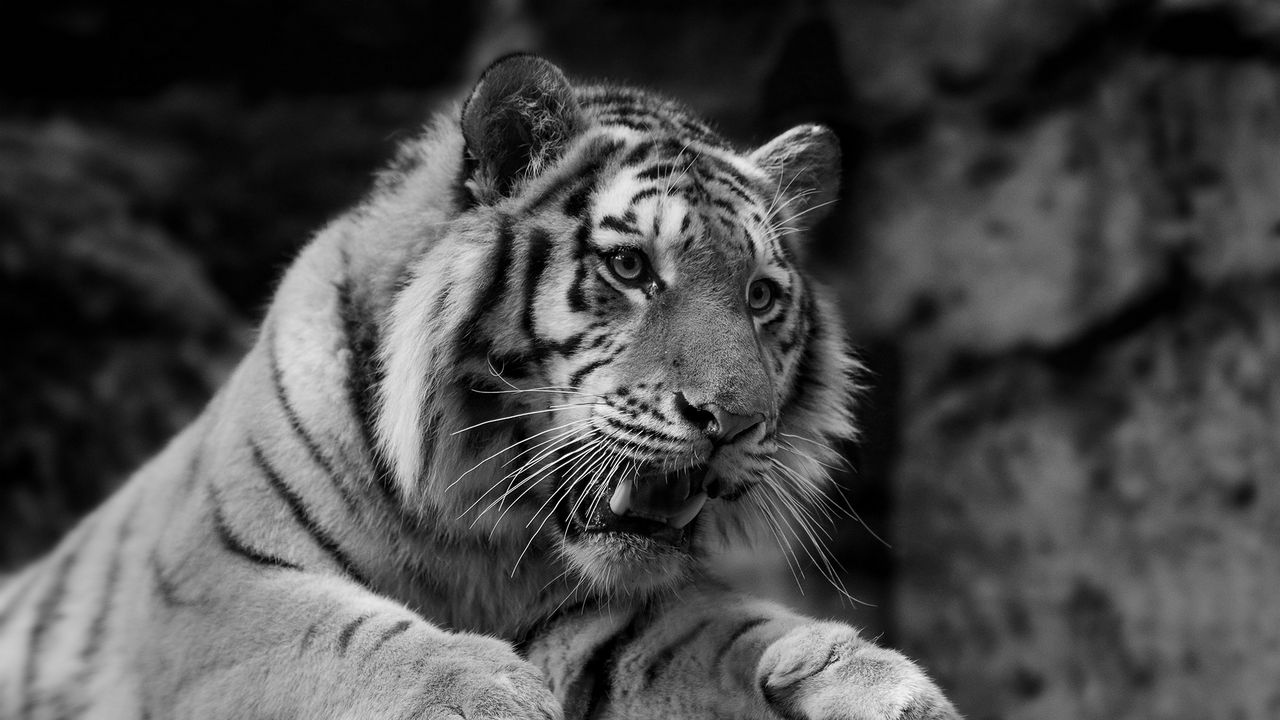 Wallpaper tiger, wild cat, predator, muzzle