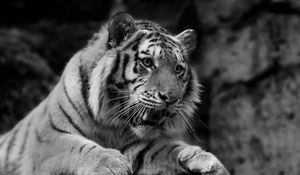 Preview wallpaper tiger, wild cat, predator, muzzle