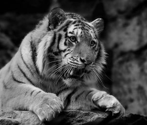 Preview wallpaper tiger, wild cat, predator, muzzle