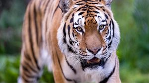 Preview wallpaper tiger, wild, striped, predator, animal