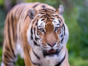 Preview wallpaper tiger, wild, striped, predator, animal