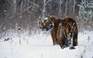 Preview wallpaper tiger, winter, snow, walk