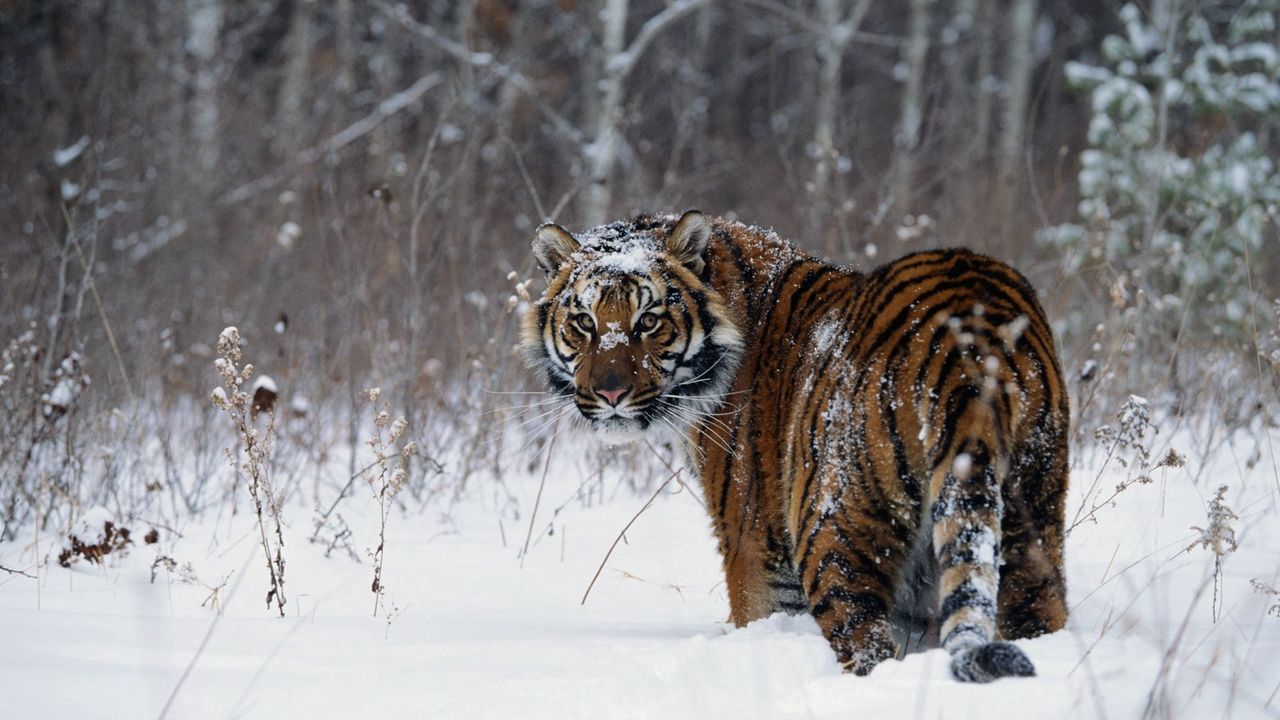 Wallpaper tiger, winter, snow, walk hd, picture, image